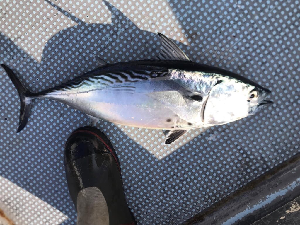 alt="スマガツオ"