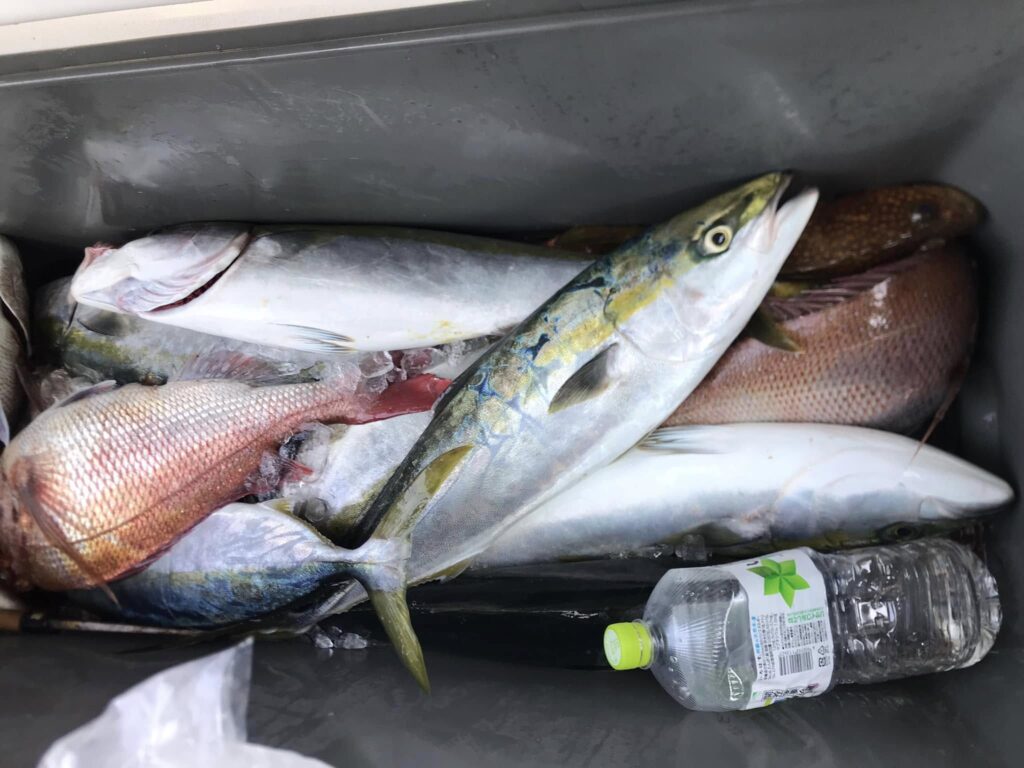 "ブリや真鯛、スマガツオが詰まったクーラーボックス"
