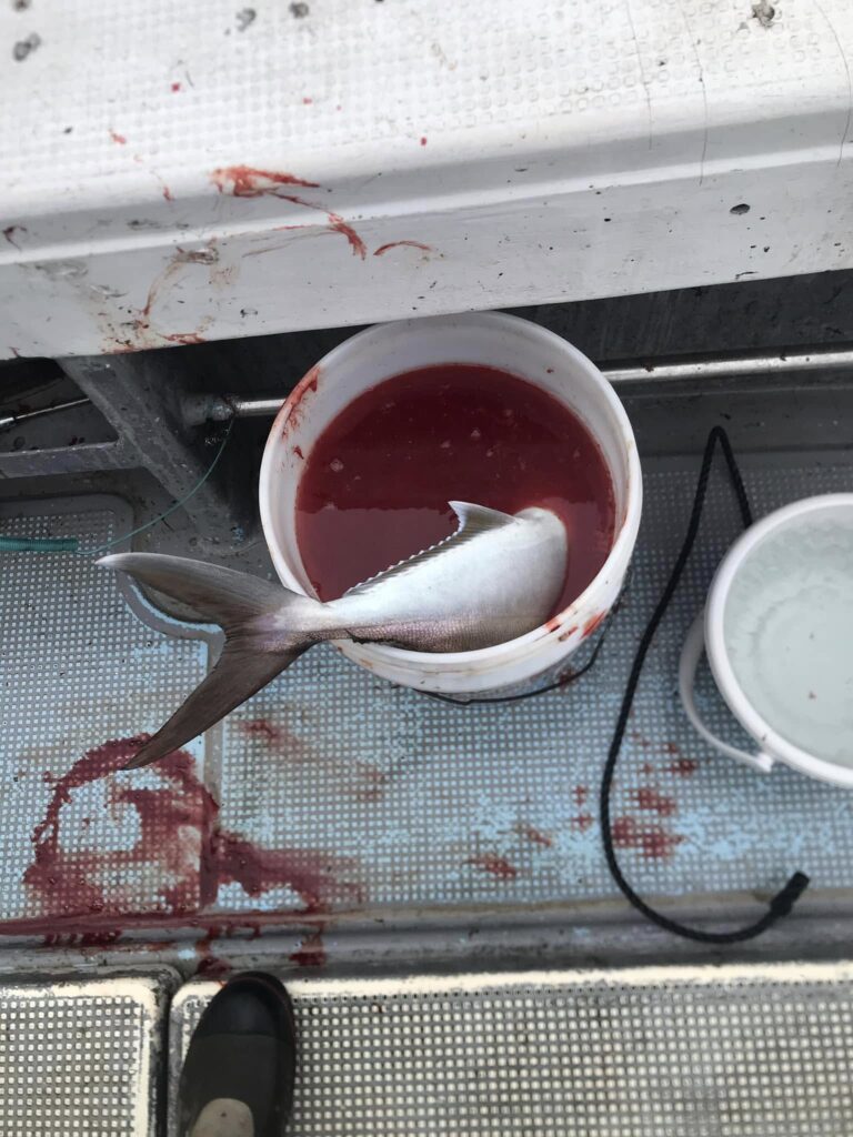 alt="船の上で血抜きをする様子"