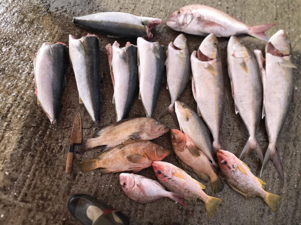 alt="天草牛深で釣り上げた3匹のカンパチと鰤"