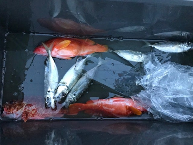 alt="クーラーボックスに入った本日の釣果"
