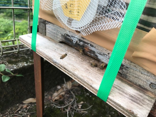 alt="巣箱に入ったミツバチの写真"