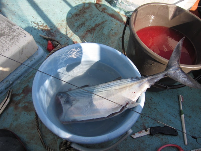 alt="ハガツオの神経締めに使った針金が写る写真"