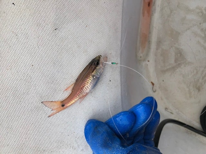 alt="猫の餌と呼ばれる小魚の写真"