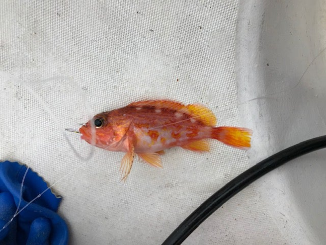 alt="金魚のような小さな魚の写真"