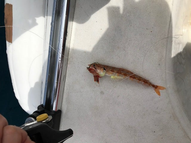 alt="釣れたエソの写真"