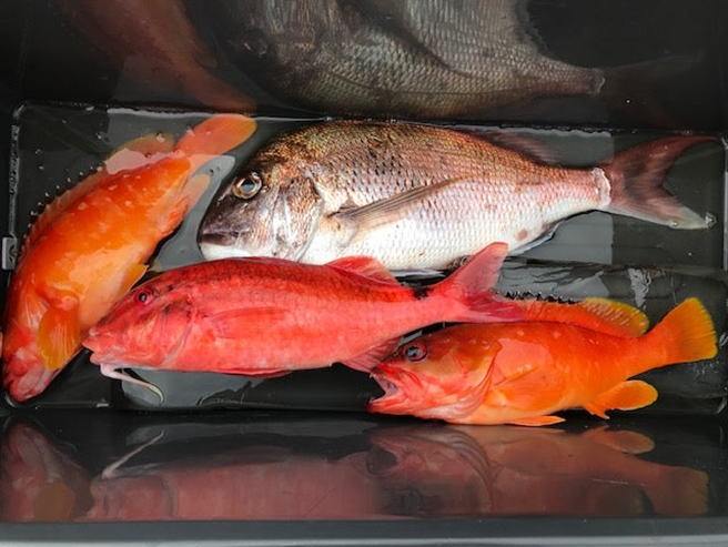 alt="クーラーボックスに入った本日の釣果"