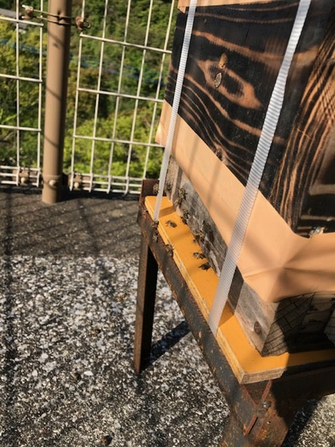 alt="ニホンミツバチの巣箱の写真"