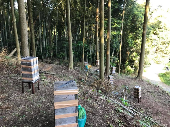 alt="蜂場の巣箱の写真"