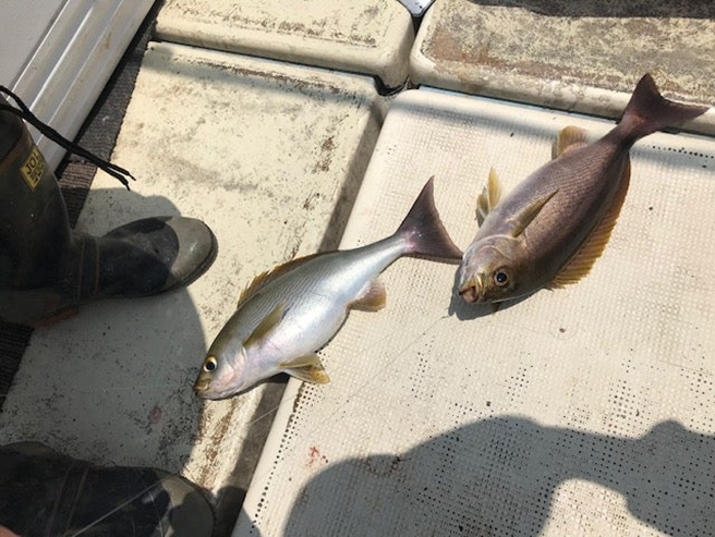 alt="同時に釣り上げた2匹のジャンボイサキ"