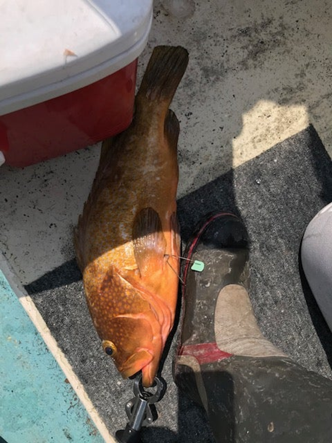 alt="特大サイズのアコウの写真"