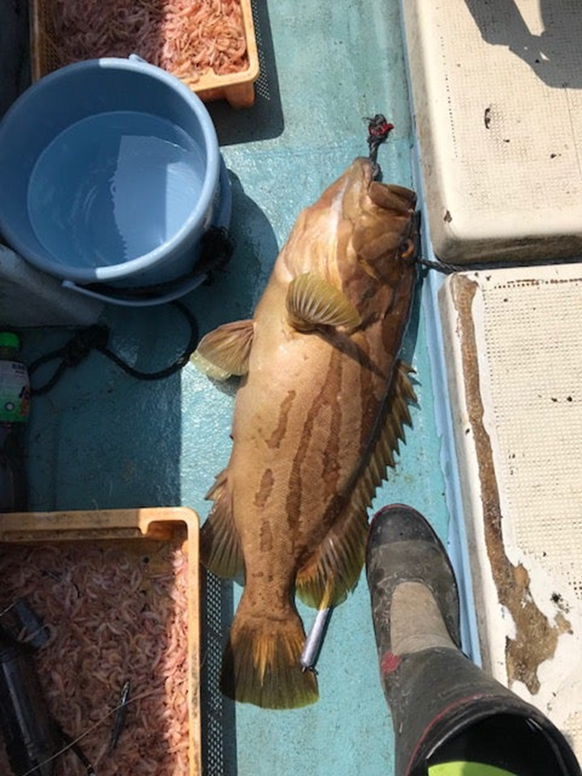 alt="最初に釣れた大きなホウキハタの写真"