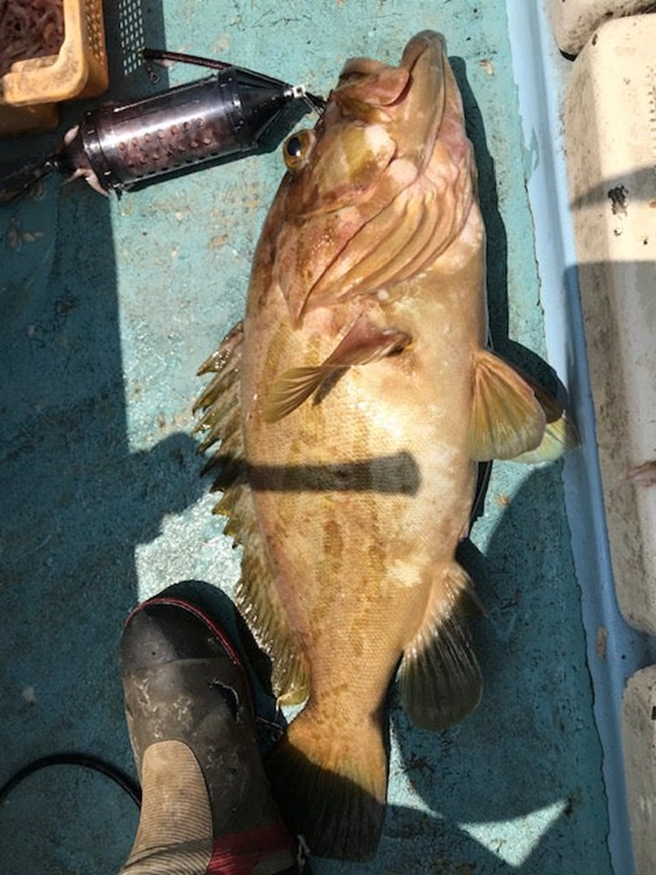 alt="さらに巨大なホウキハタを持ち上げた写真"