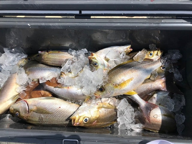 alt="魚でいっぱいになったクーラーボックス1"