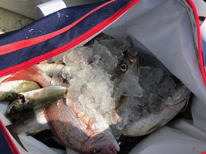 alt="クーラーボックスに並んだ大量の釣果4"