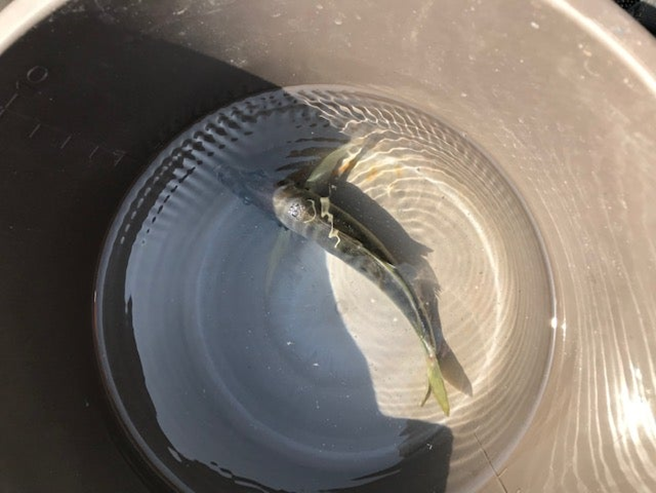 alt="釣具店で購入した生きアジ"