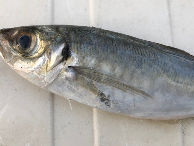 alt="腹の後ろを噛まれたアジの写真"