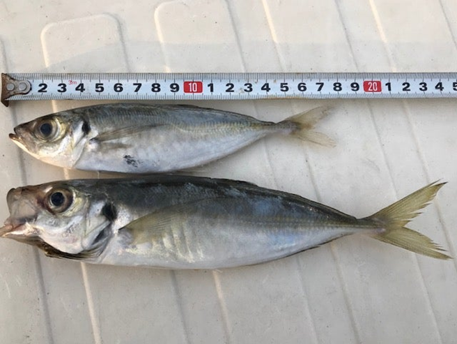 alt="購入アジと釣れた大アジのサイズ比較"