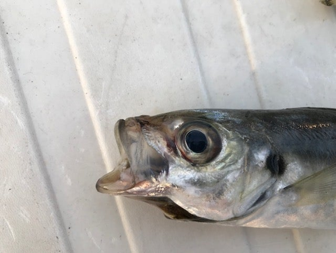 alt="しゃべっているように見えるアジの写真"