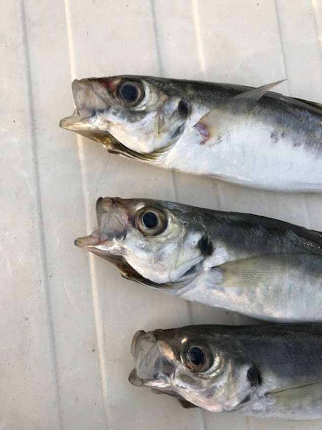 alt="笑っているように見えるアジの写真"